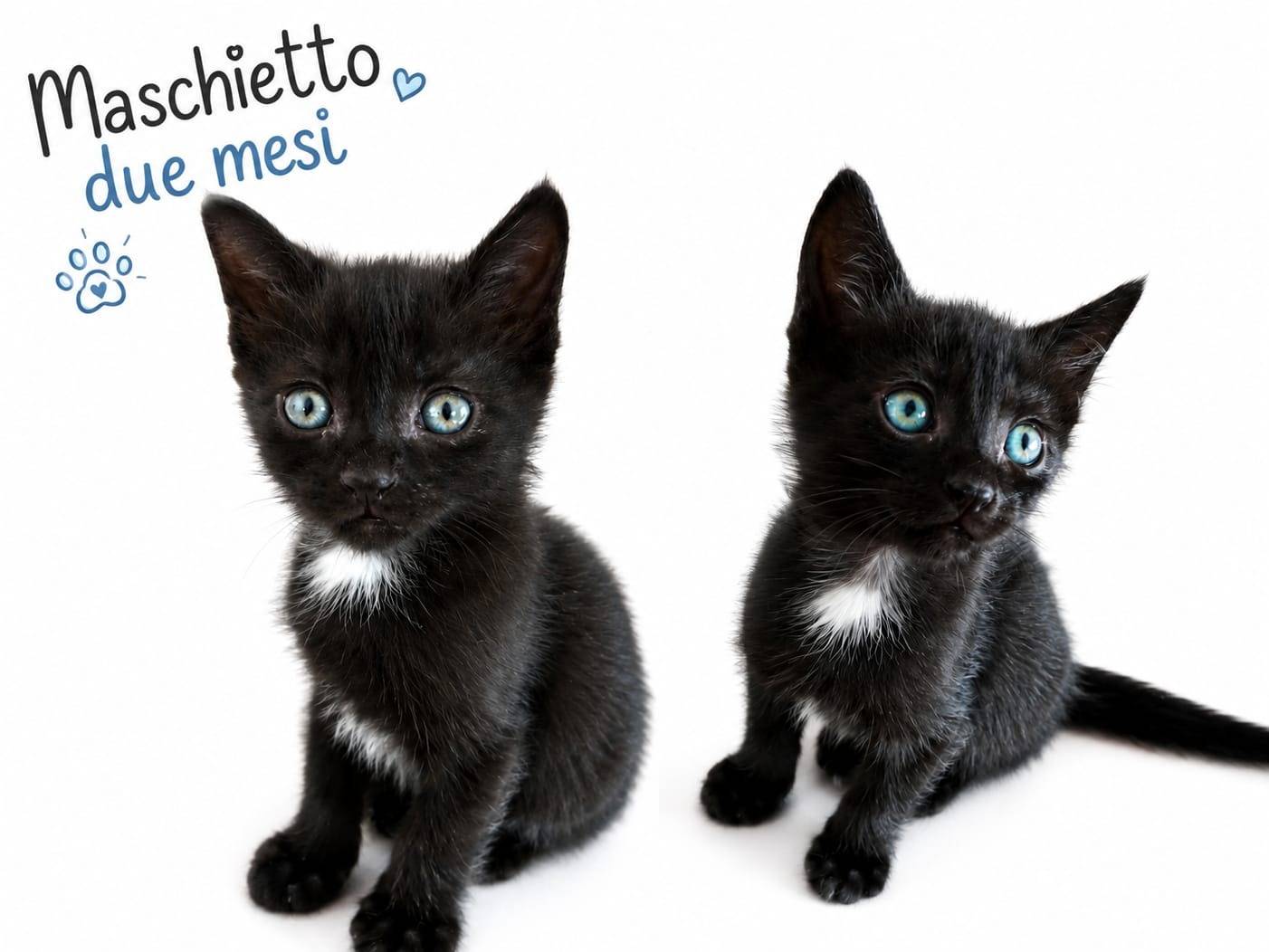 Adozione gatto, maschio, Razza sconosciuta Razza sconosciuta, 3 mesi, taglia non valida, Teramo