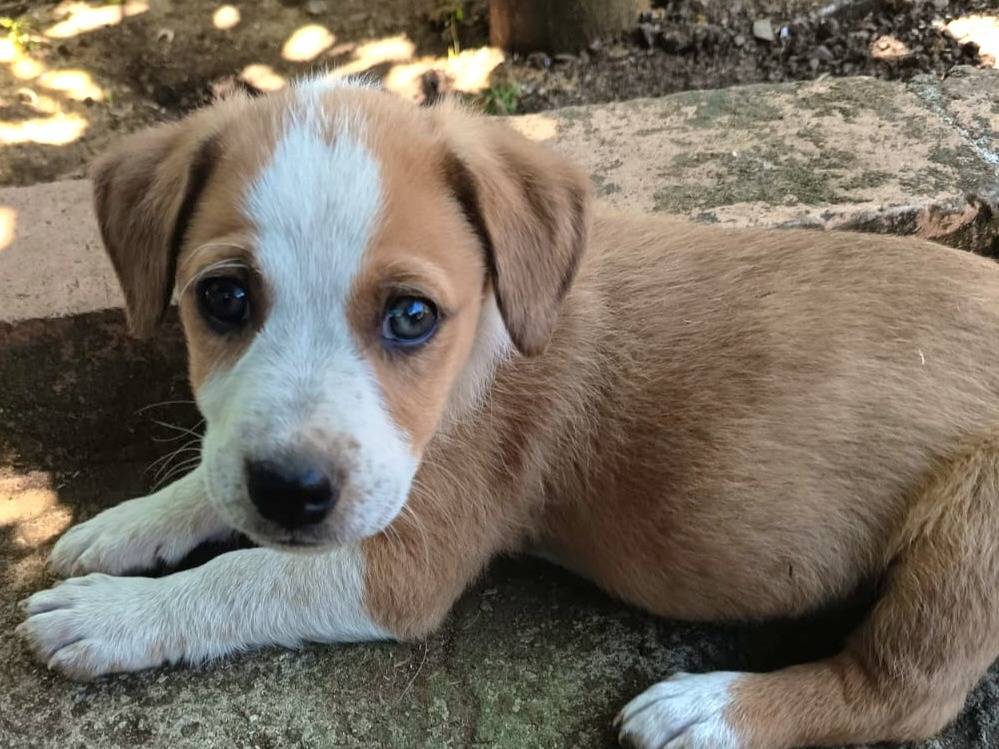 Adozione cane, maschio, Razza sconosciuta Razza sconosciuta, 3 mesi, taglia media, Varese