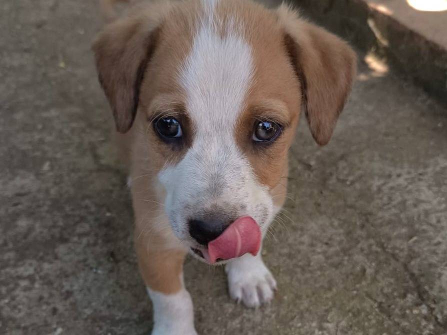 Adotta un cane, maschio, 3 mesi, Varese
