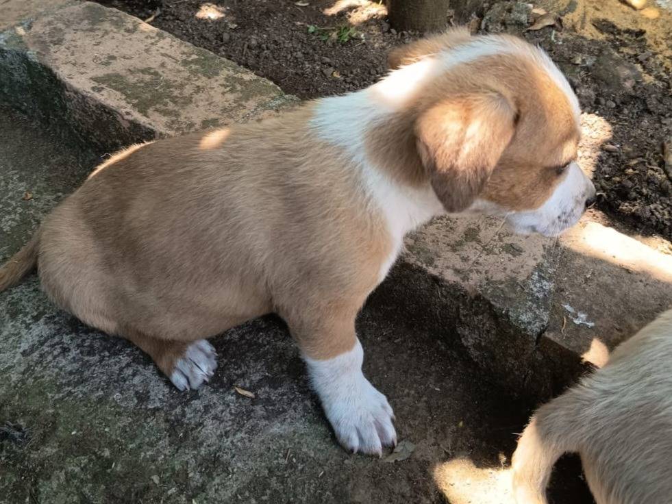 Adotta un cane, taglia media, maschio, Varese
