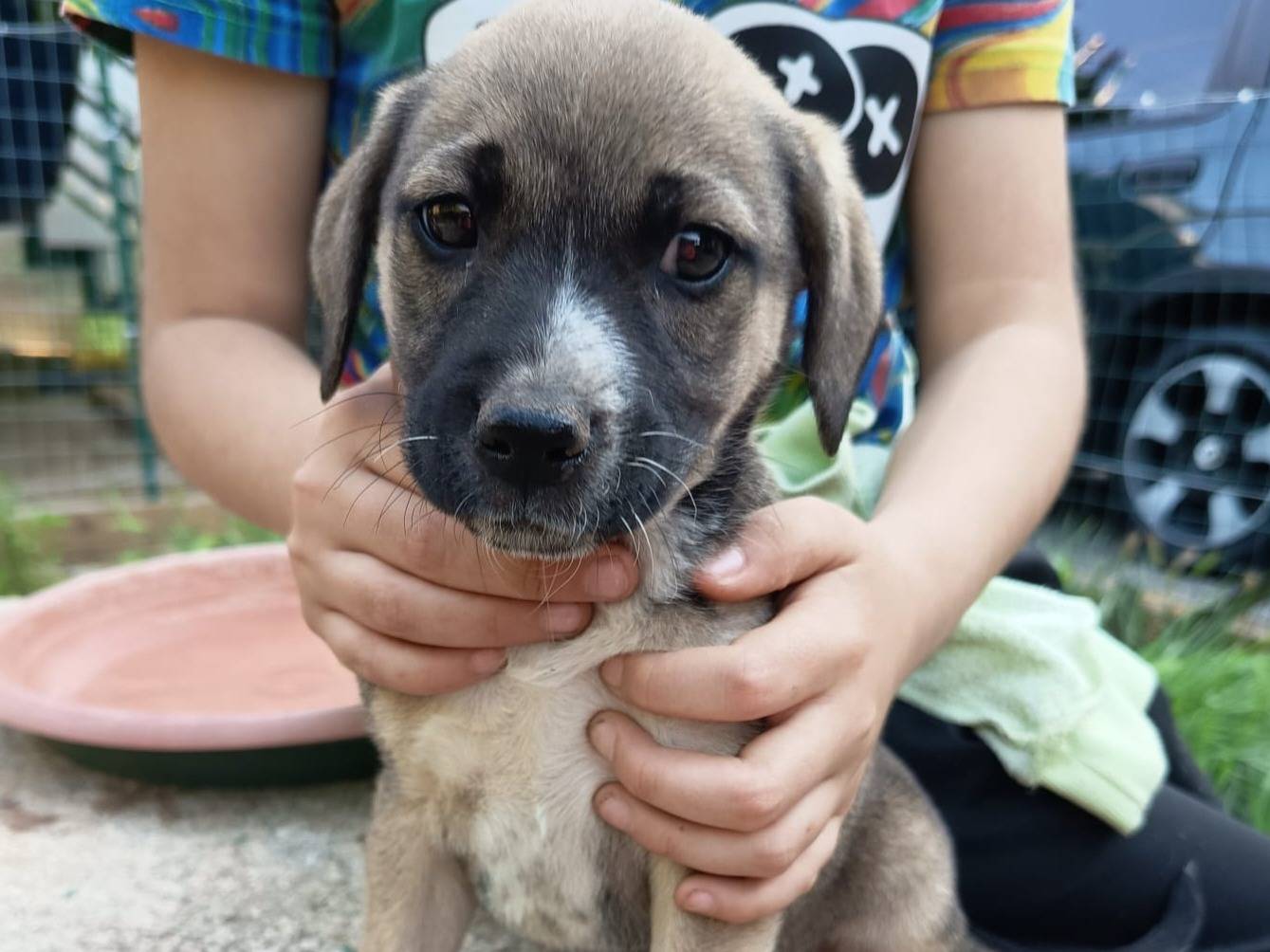 Adozione cane, femmina, Razza sconosciuta Razza sconosciuta, 3 mesi, taglia media, Varese