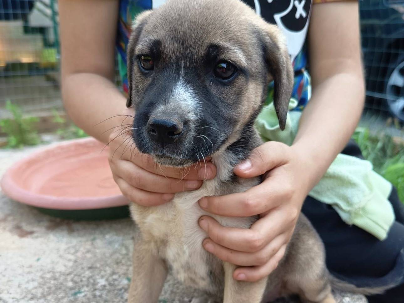 Adotta un cane, femmina, 3 mesi, Varese
