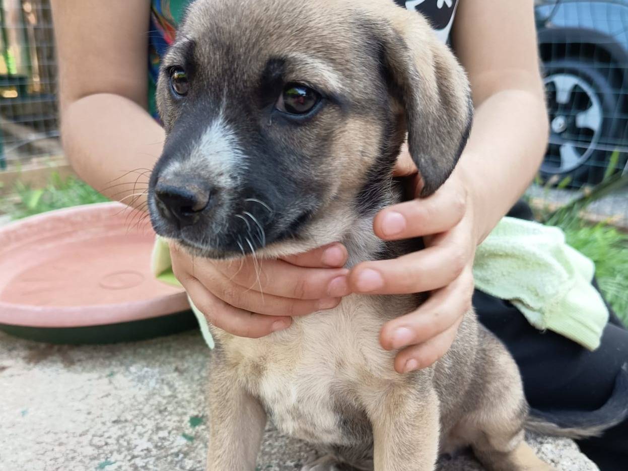 Adotta un cane, taglia media, femmina, Varese