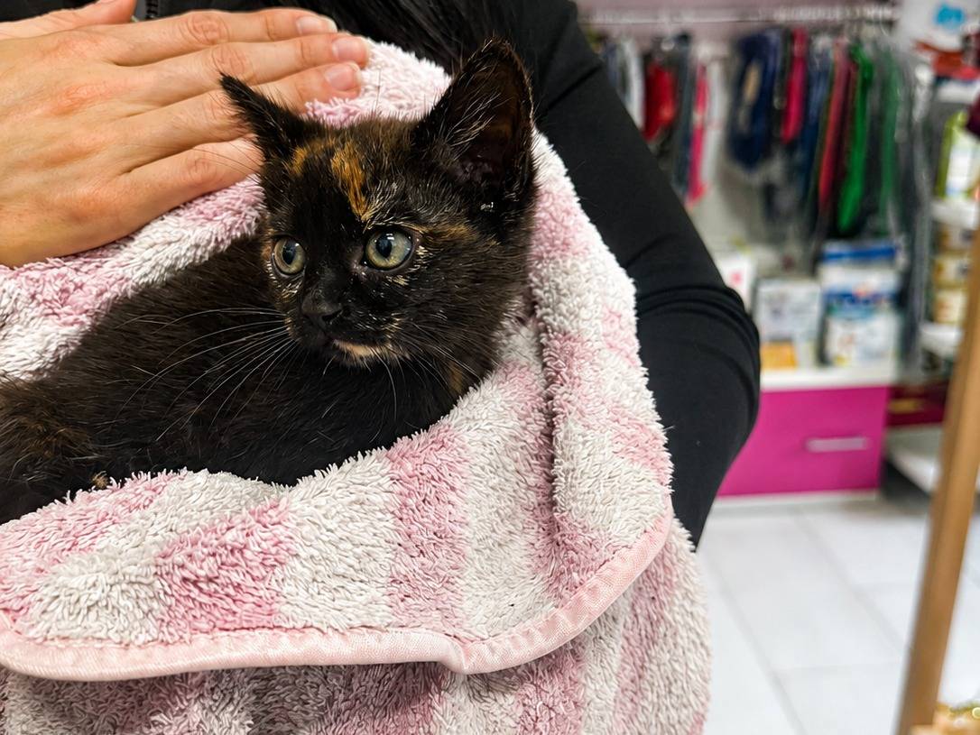 Adozione gatto, femmina, Razza sconosciuta Razza sconosciuta, 2 mesi, taglia non valida, Trapani