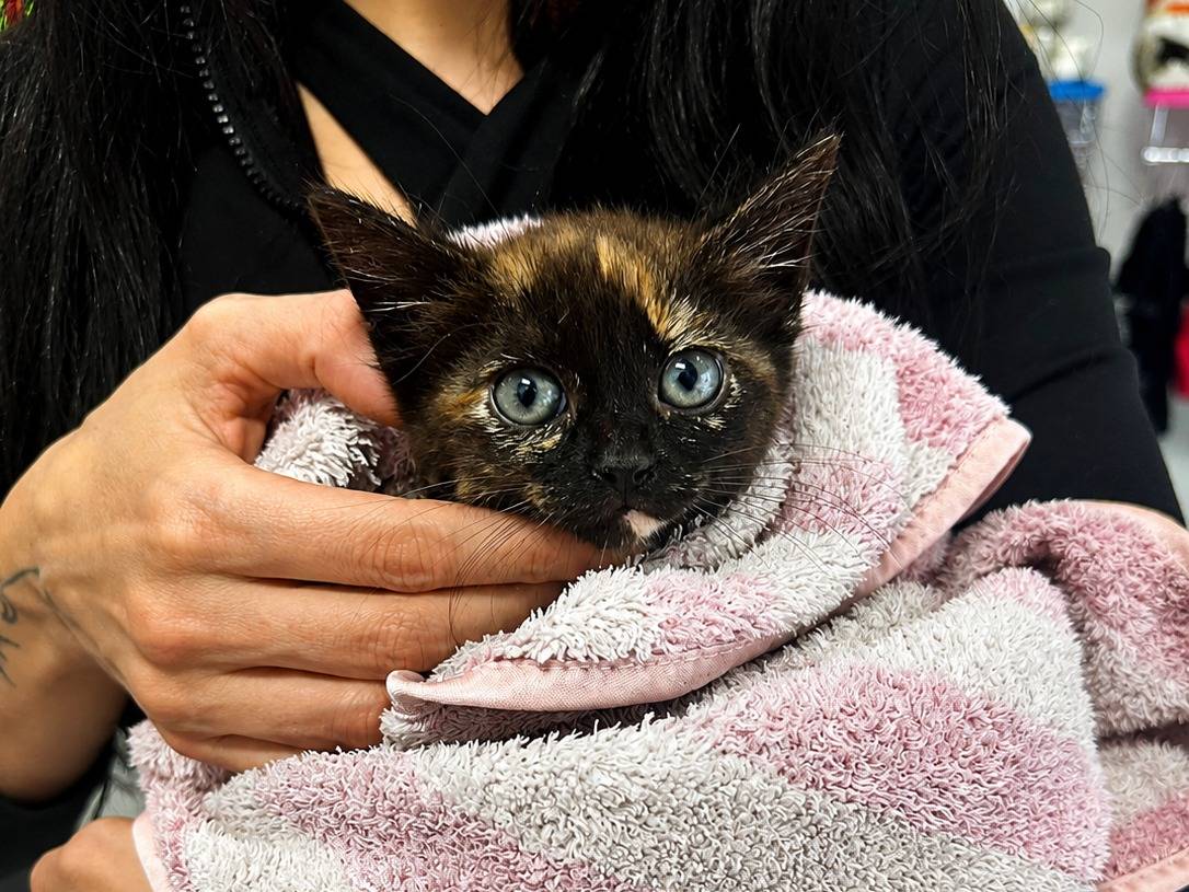 Adotta un gatto, femmina, 2 mesi, Trapani