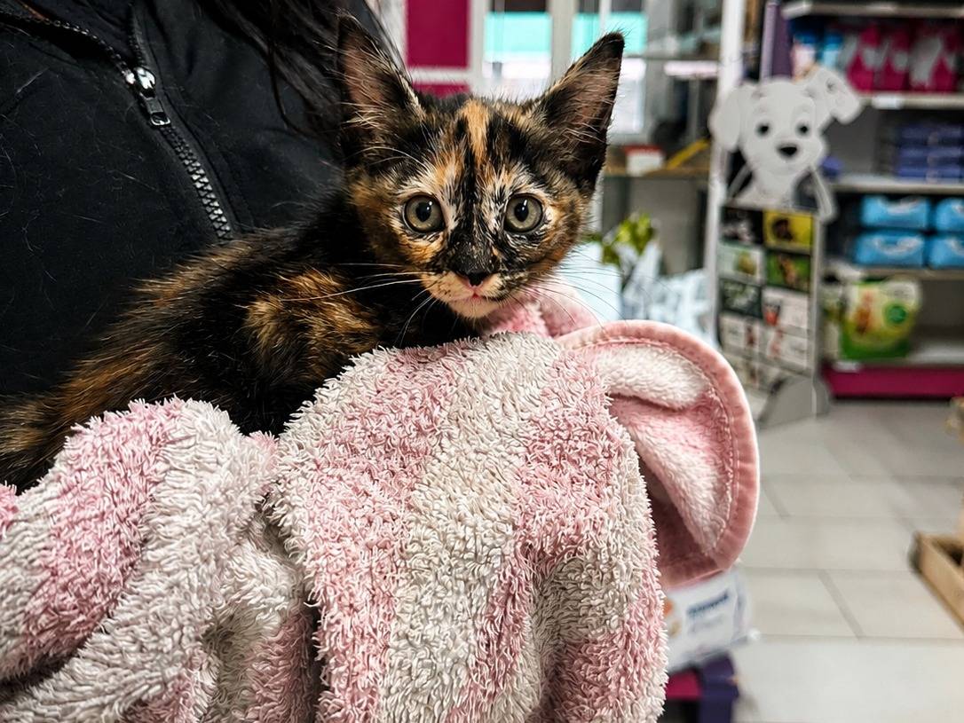 Adozione gatto, femmina, Razza sconosciuta Razza sconosciuta, 2 mesi, taglia non valida, Trapani