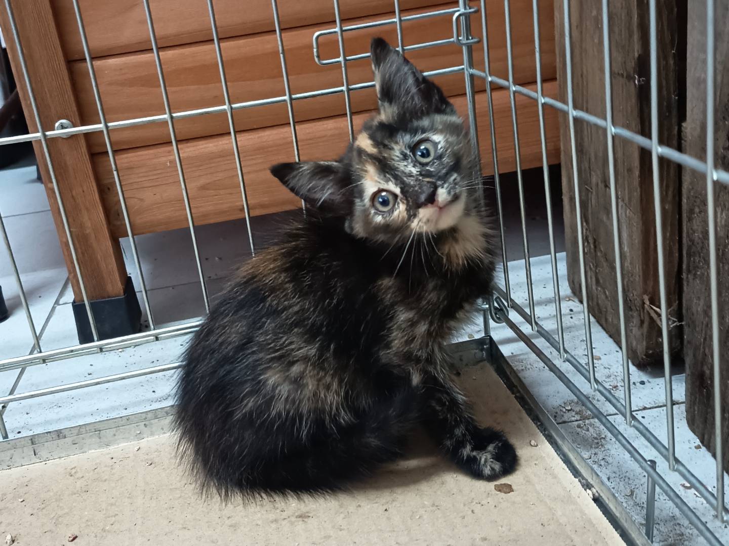 Adotta un gatto, femmina, 2 mesi, Trapani