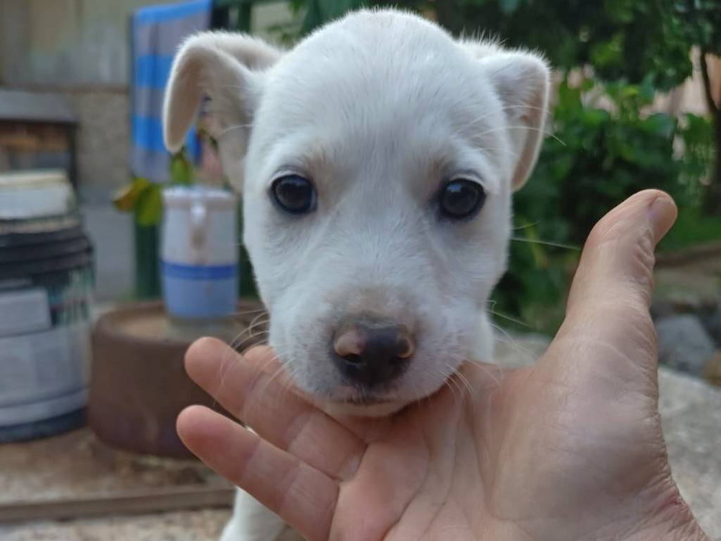 Adozione cane, femmina, Razza sconosciuta Razza sconosciuta, 3 mesi, taglia media, Varese