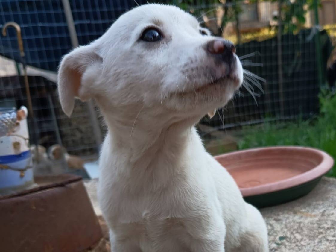 Adotta un cane, femmina, 3 mesi, Varese