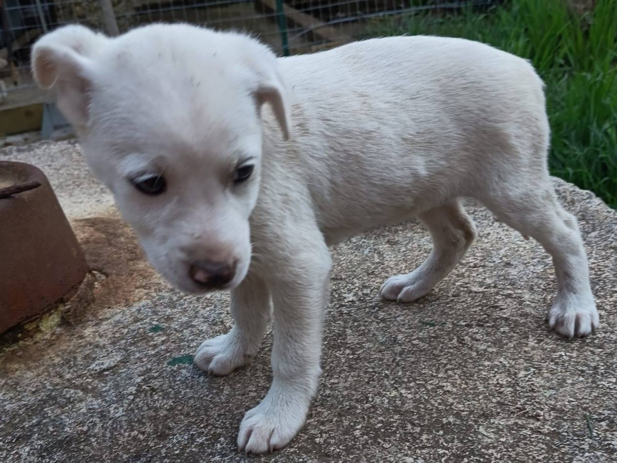 Adotta un cane, taglia media, femmina, Varese