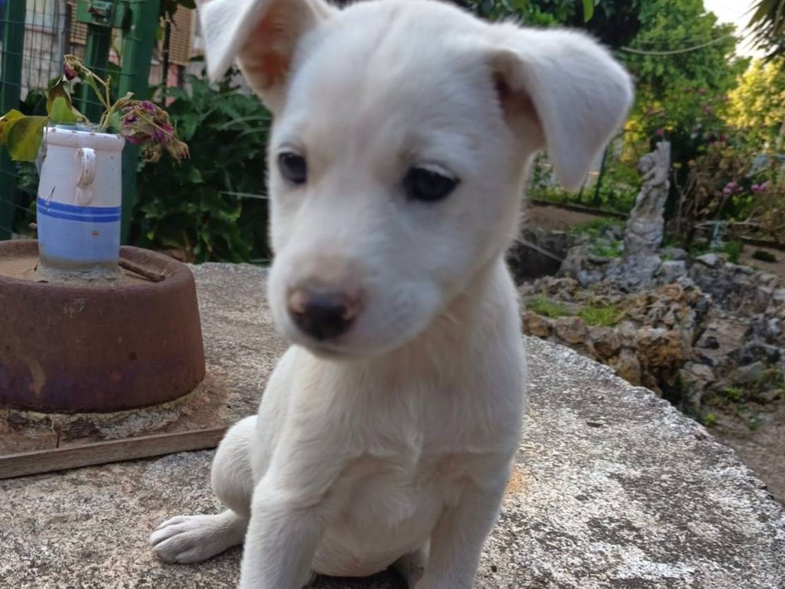 Adotta il cane UNA MAMMA PER CHICCA a Varese