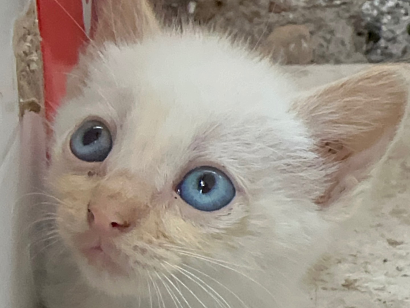 Adotta un gatto, femmina, 2 mesi, Milano