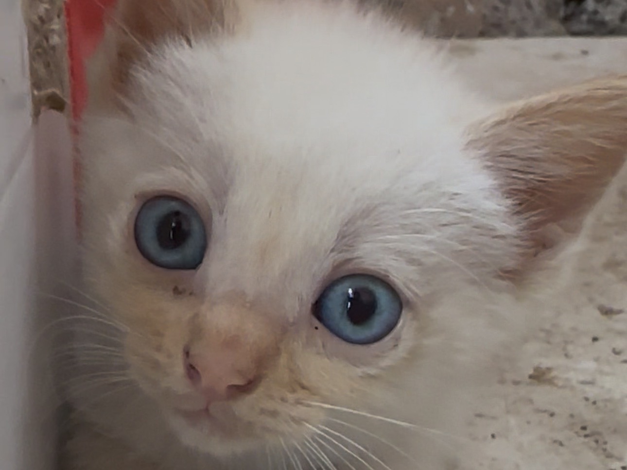 Adozione gatto, femmina, Razza sconosciuta Razza sconosciuta, 2 mesi, taglia non valida, Milano