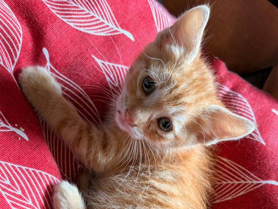 Adotta un gatto, femmina, 2 mesi, Napoli