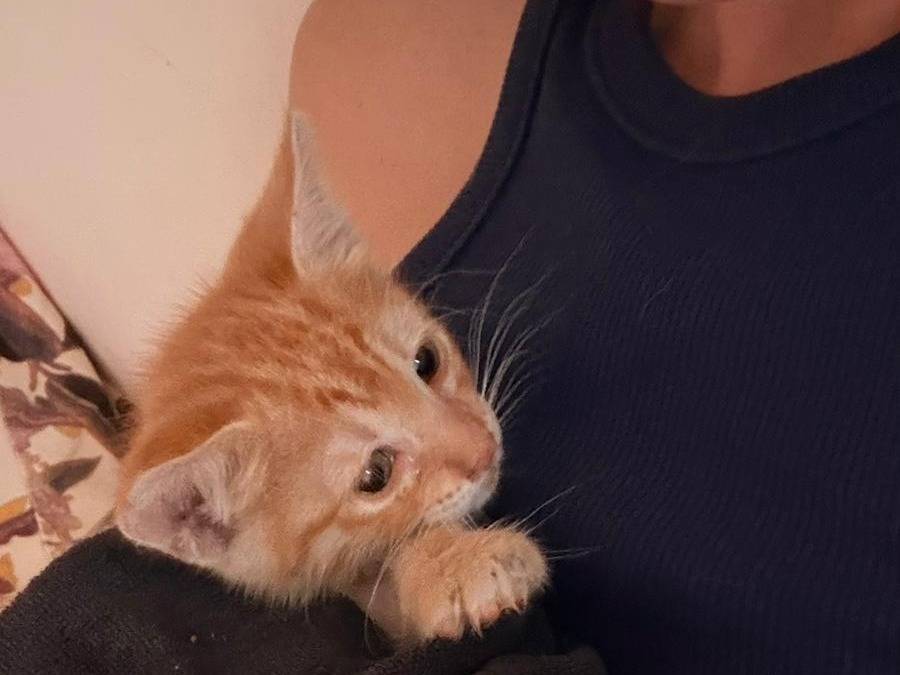 Adozione gatto, femmina, Razza sconosciuta Razza sconosciuta, 2 mesi, taglia non valida, Napoli