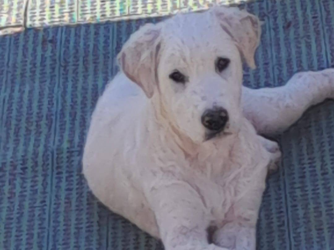 Adozione cane, maschio, Pastore maremmano Razza sconosciuta, 5 mesi, taglia grande, Latina