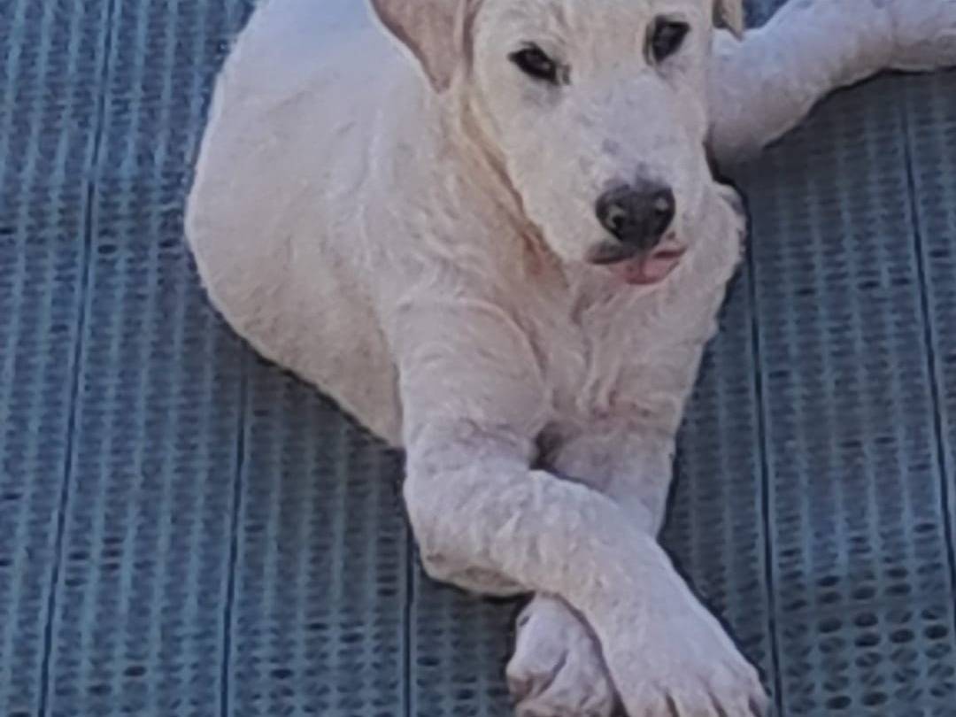 Adotta un cane, maschio, 5 mesi, Latina