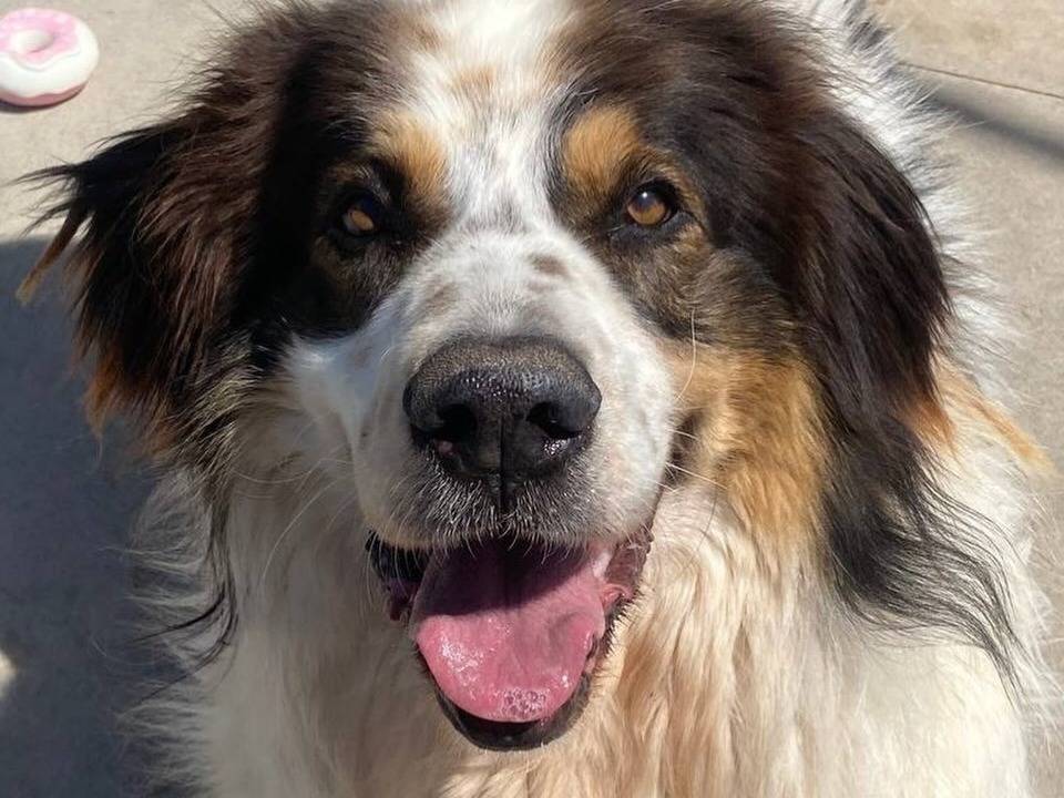 Adozione cane, maschio, Razza sconosciuta Razza sconosciuta, 5 anni e 1 mese, taglia grande, Latina