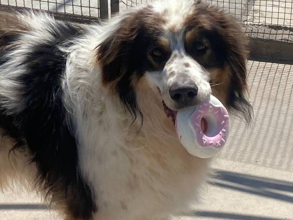 Adotta un cane, maschio, 5 anni e 1 mese, Latina