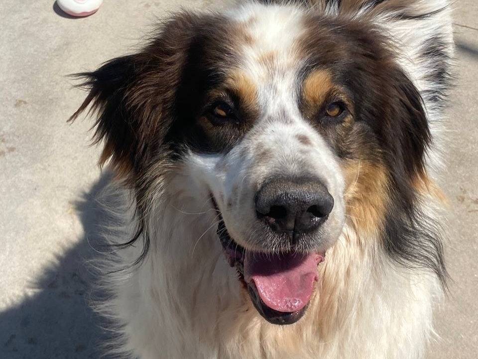 Adotta un cane, taglia grande, maschio, Latina