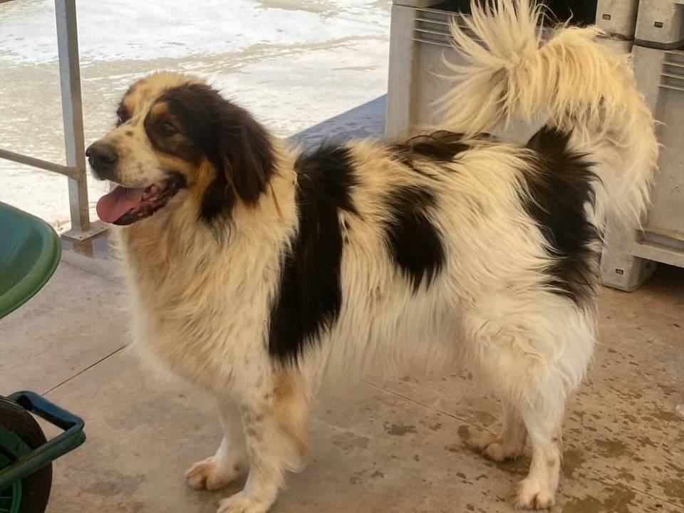 Vuoi adottare un cane a Latina?