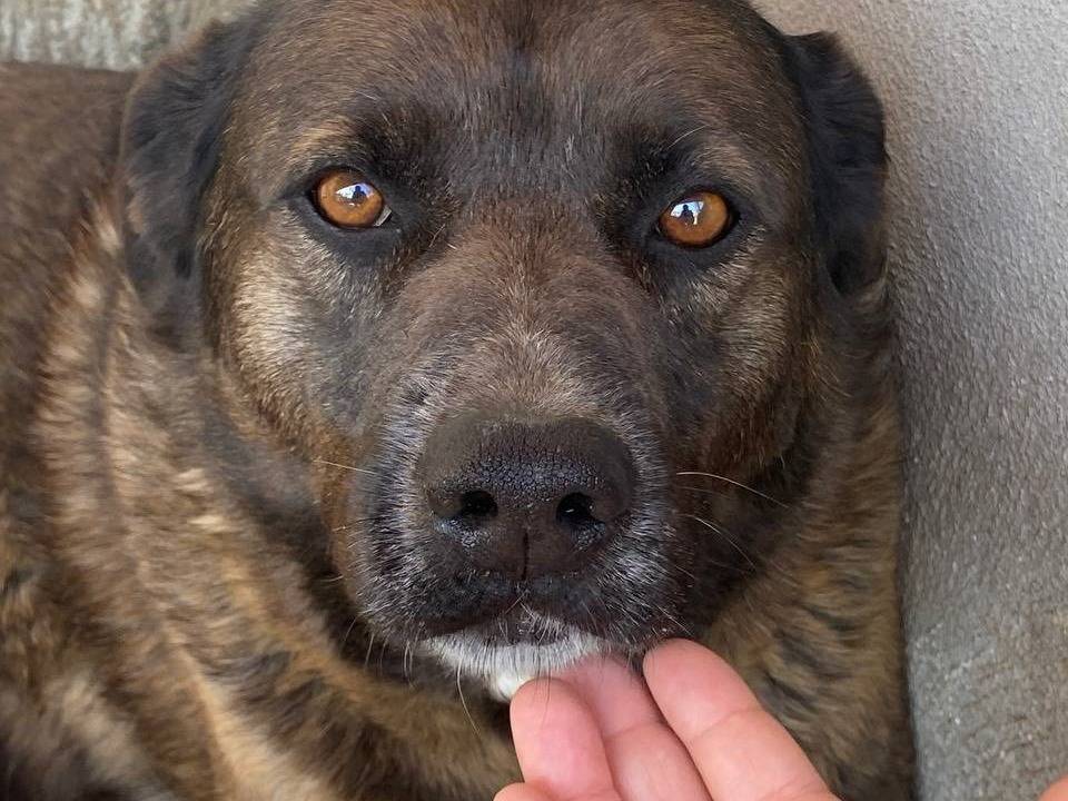 Adozione cane, femmina, Razza sconosciuta Razza sconosciuta, 9 anni, taglia grande, Latina