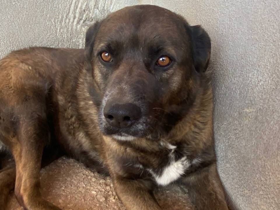 Adotta un cane, femmina, 9 anni, Latina