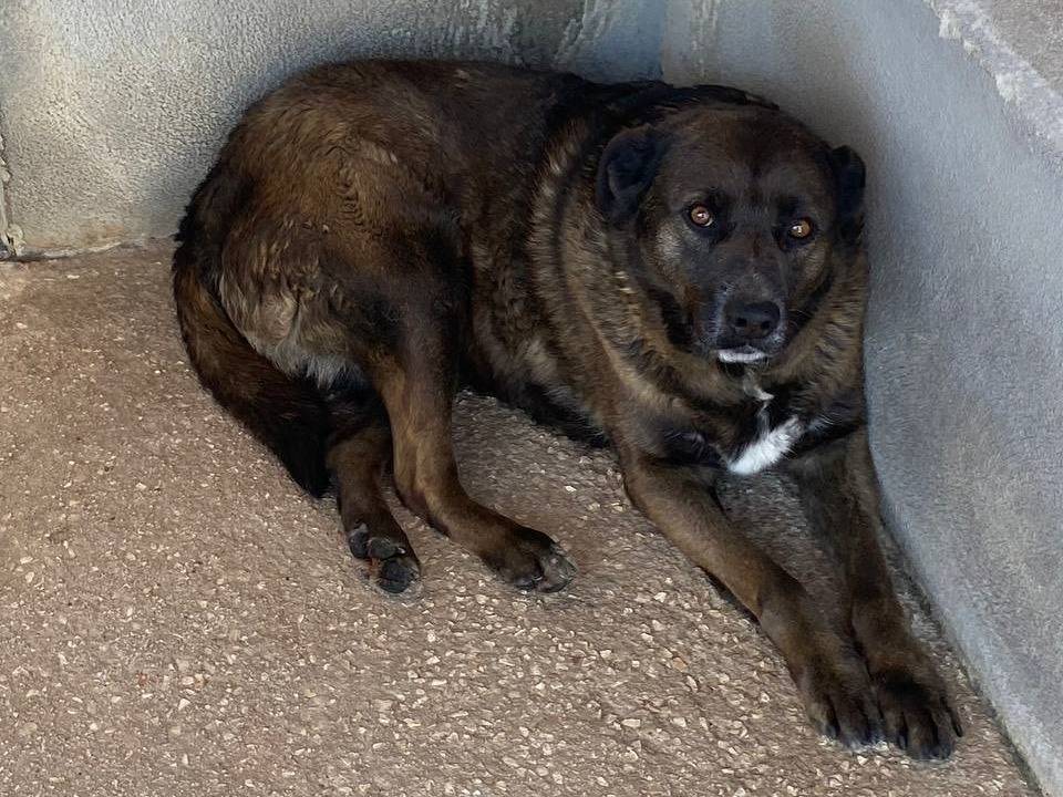 Adotta un cane, taglia grande, femmina, Latina