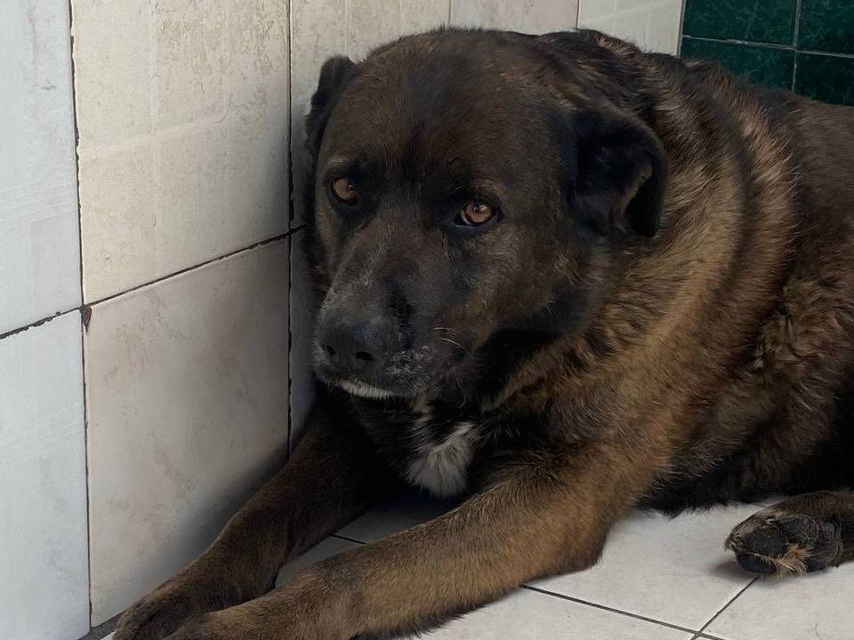 Vuoi adottare un cane a Latina?