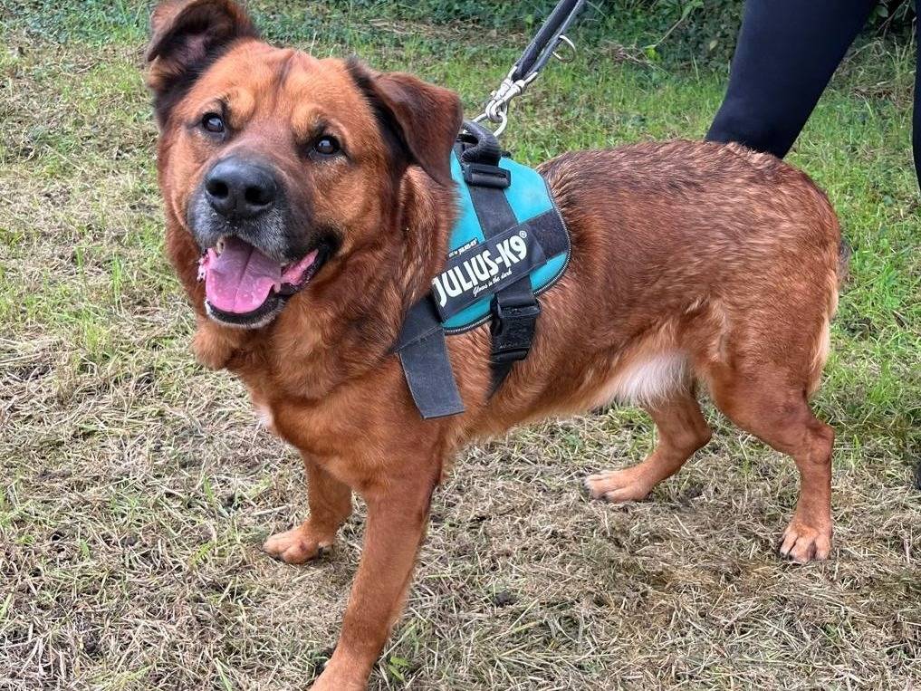 Adozione cane, maschio, Razza sconosciuta Razza sconosciuta, 9 anni, taglia grande, Milano