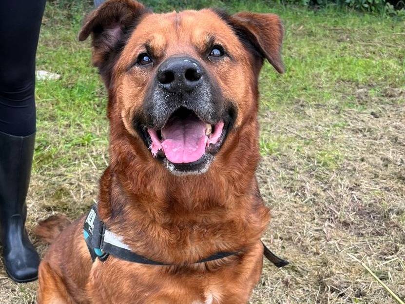 Adotta un cane, maschio, 9 anni, Milano