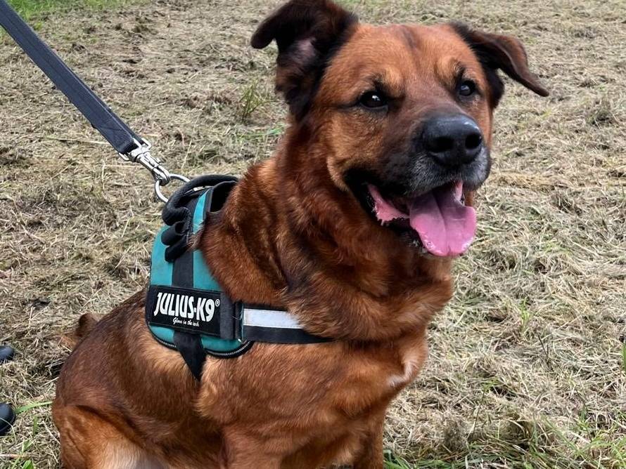 Adotta un cane, taglia grande, maschio, Milano