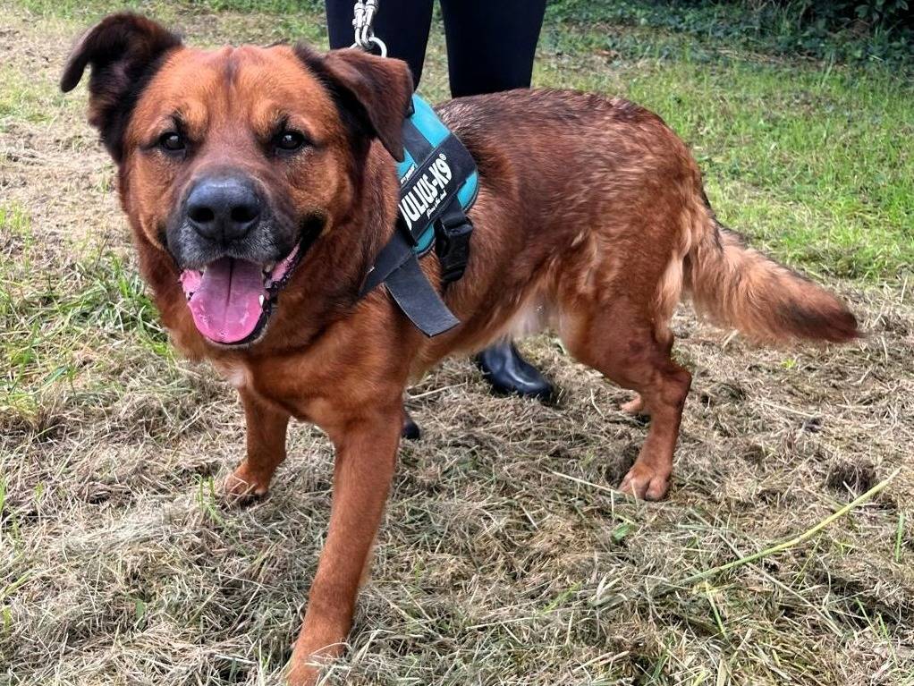 Vuoi adottare un cane a Milano?