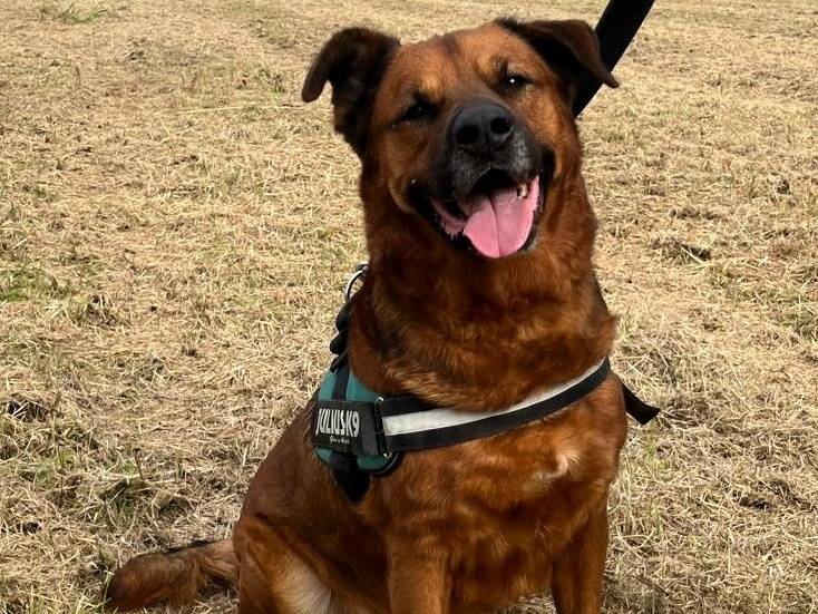 Adotta il cane JONAS a Milano
