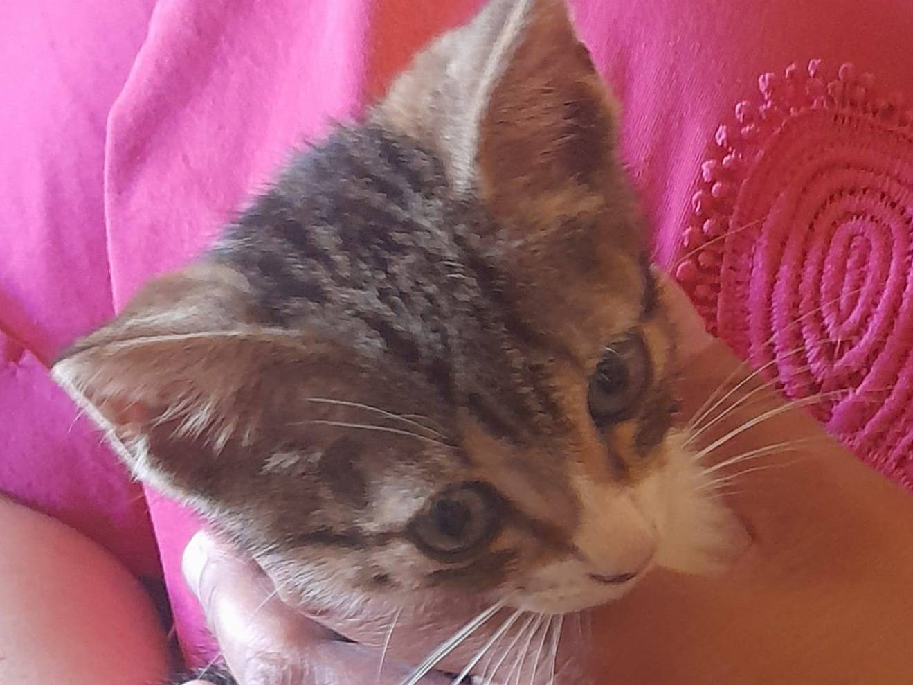 Adotta un gatto, maschio, 3 mesi, Catanzaro