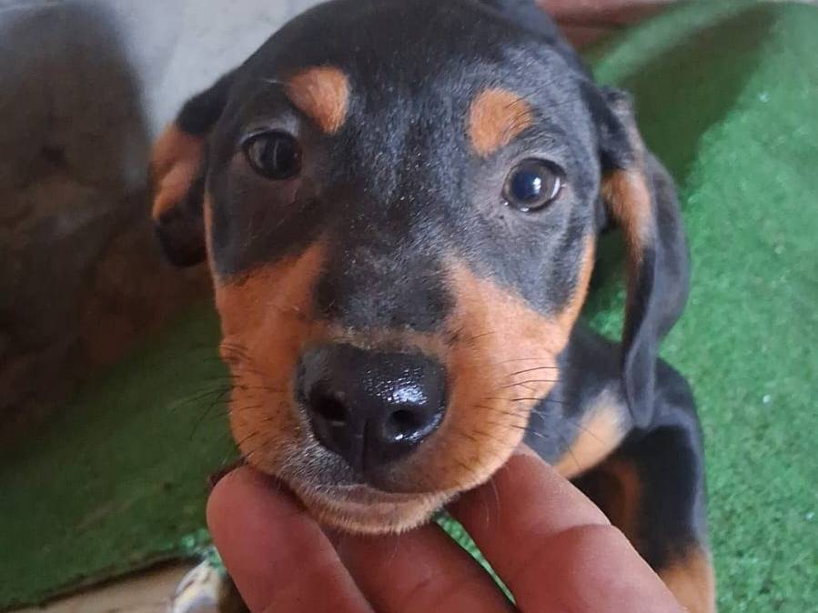 Adozione cane, femmina, Segugio Razza sconosciuta, 3 mesi, taglia media, Avellino