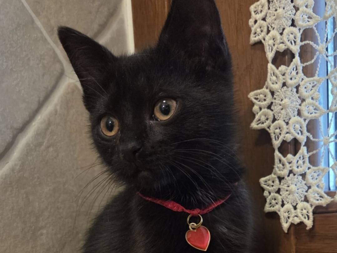 Adozione gatto, femmina, Razza sconosciuta Razza sconosciuta, 1 anno e 3 mesi, taglia non valida, Modena