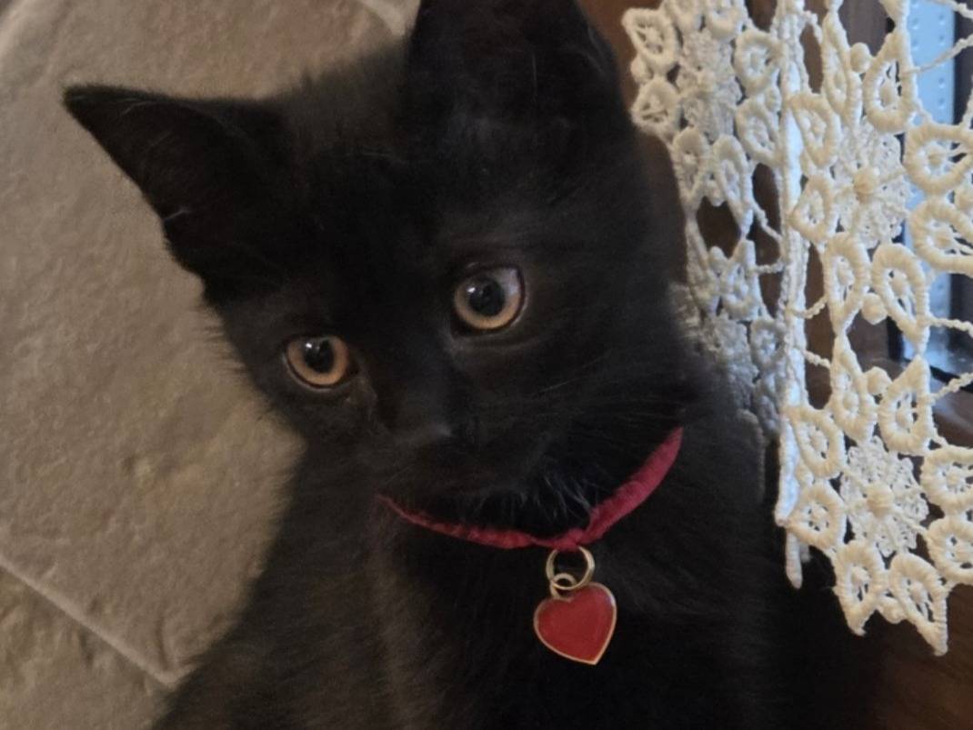 Adotta un gatto, femmina, 1 anno e 3 mesi, Modena