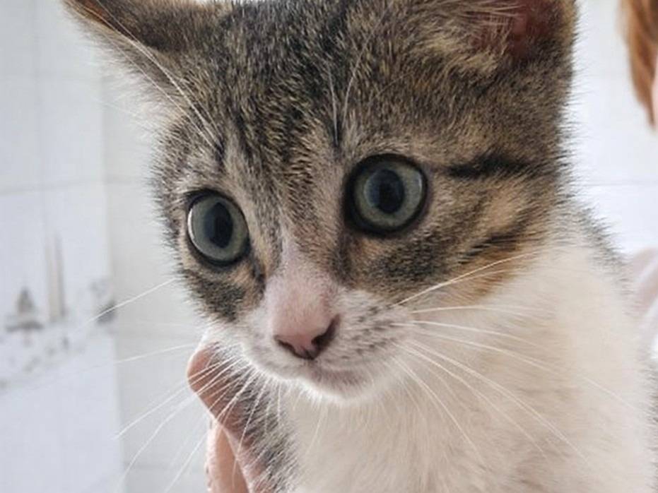 Adozione gatto, maschio, Razza sconosciuta Razza sconosciuta, 3 mesi, taglia non valida, Catanzaro