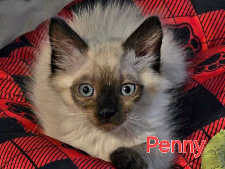 Adozione gatto, femmina, Siamese Razza sconosciuta, 2 mesi, taglia non valida, Monza