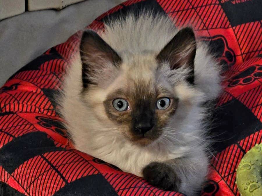 Adotta un gatto, femmina, 2 mesi, Monza