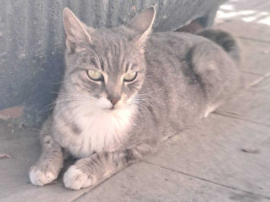 Adozione gatto, femmina, Razza sconosciuta Razza sconosciuta, 1 anno e 4 mesi, taglia non valida, Catanzaro