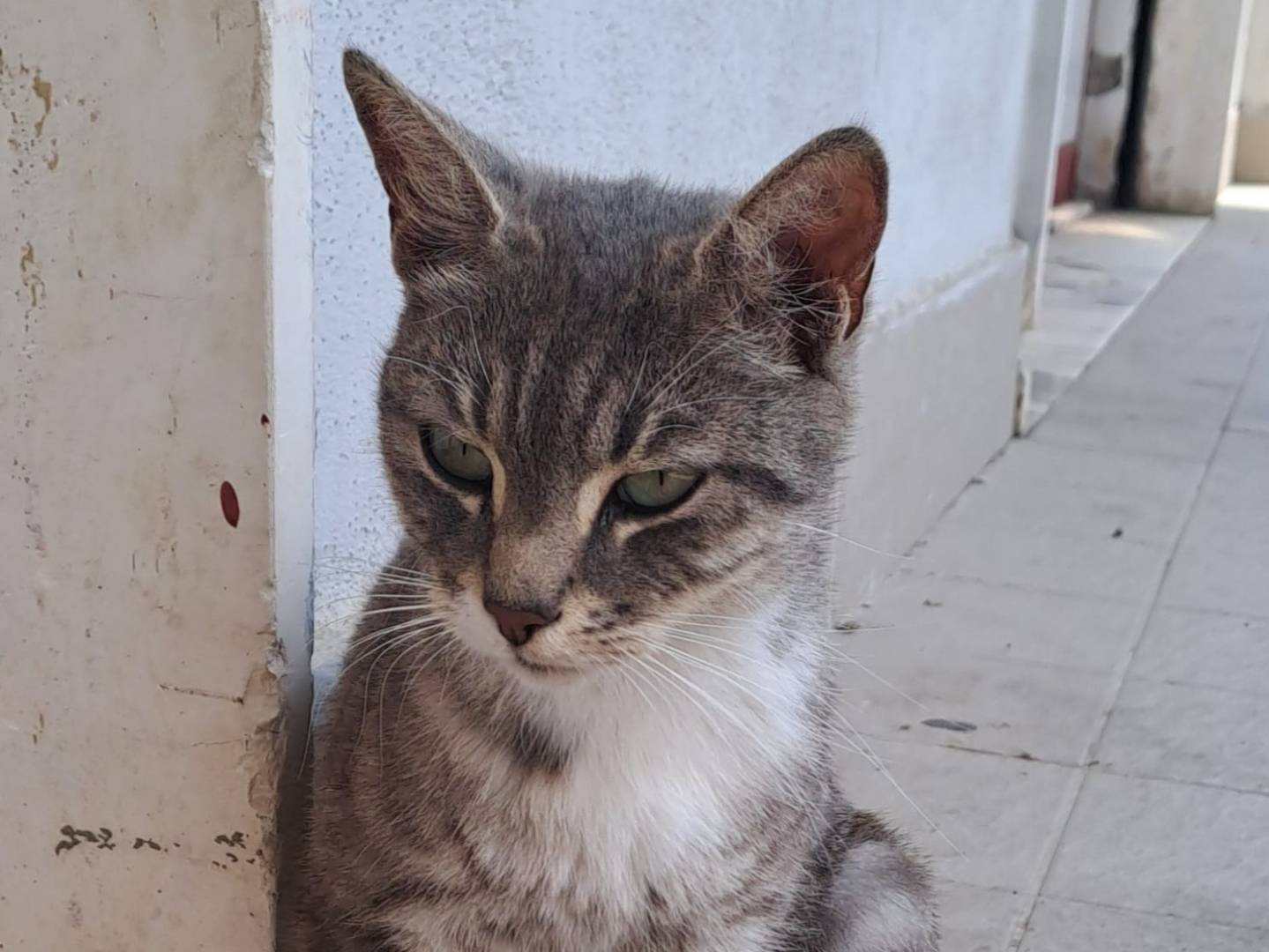 Adotta un gatto, femmina, 1 anno e 4 mesi, Catanzaro
