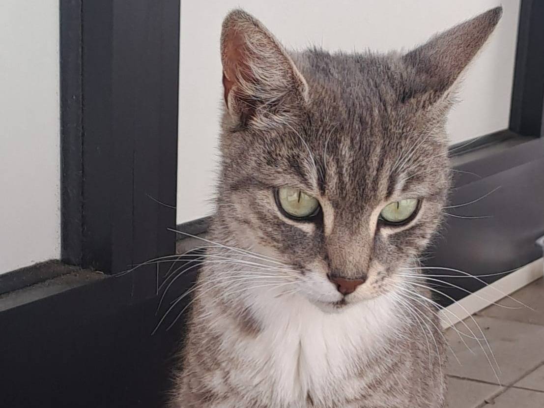Adotta un gatto, taglia non valida, femmina, Catanzaro