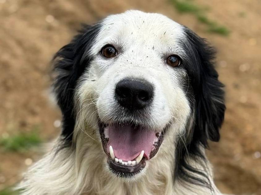 Adozione cane, femmina, Razza sconosciuta Razza sconosciuta, 1 anno, taglia grande, Firenze