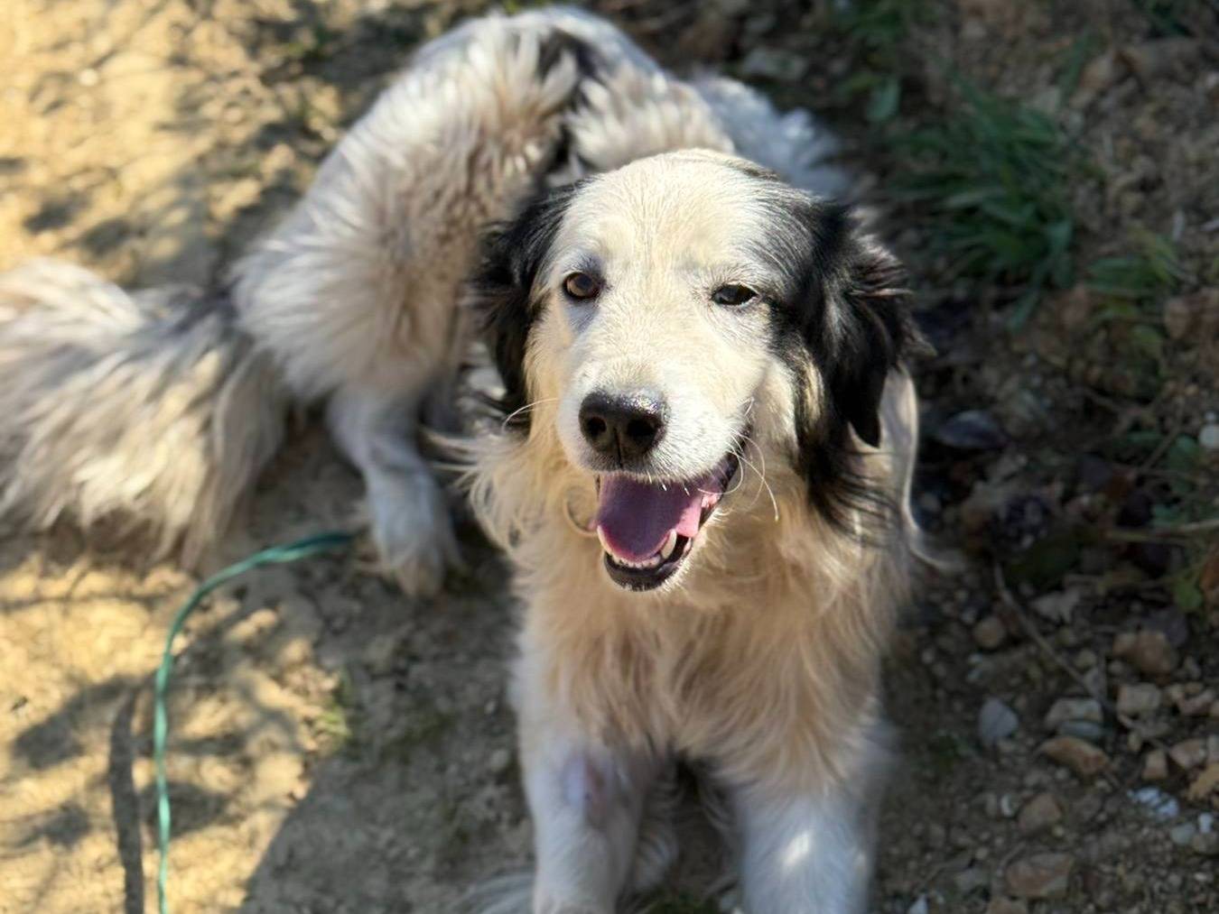 Adotta un cane, taglia grande, femmina, Firenze
