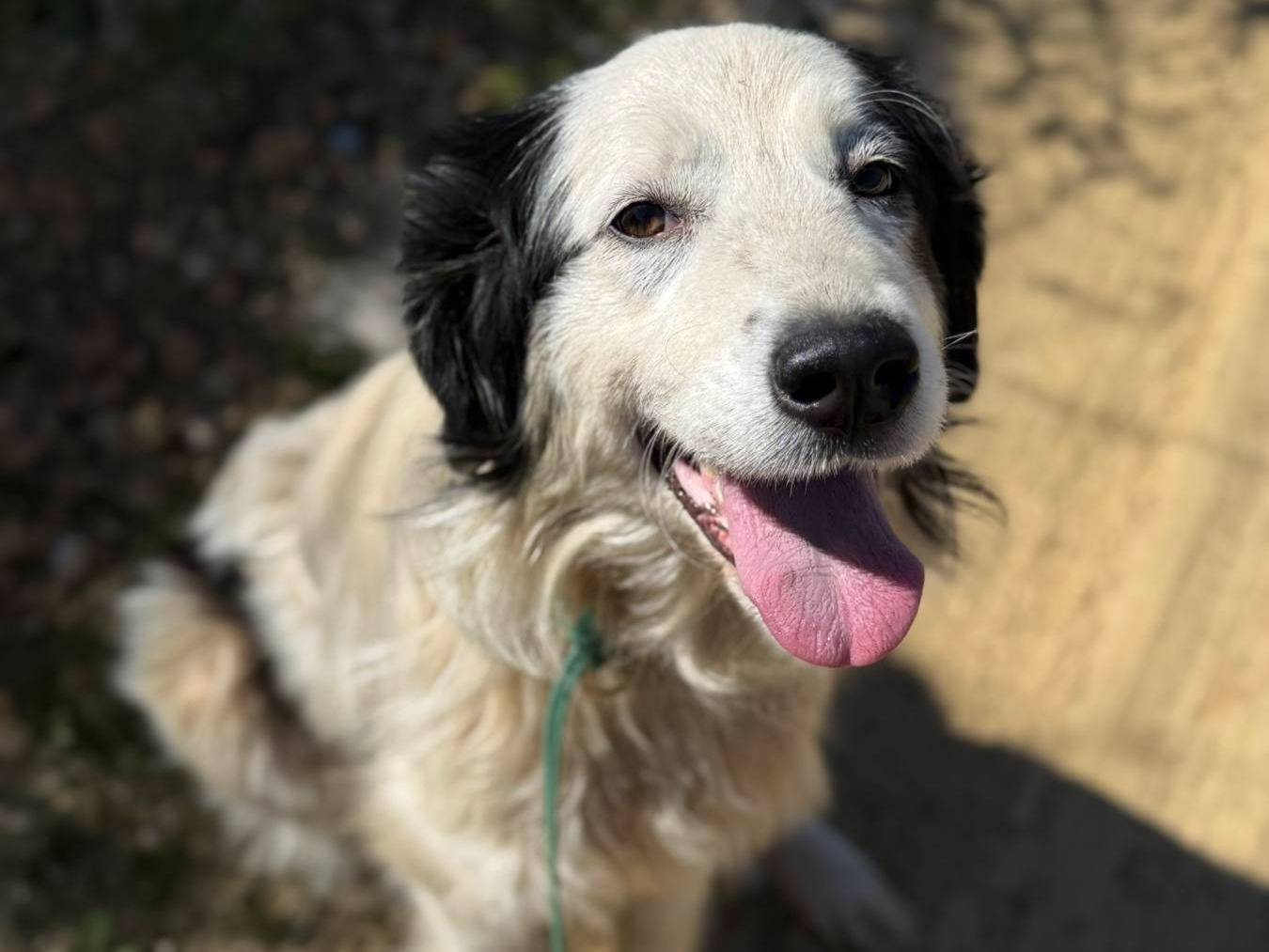 Vuoi adottare un cane a Firenze?