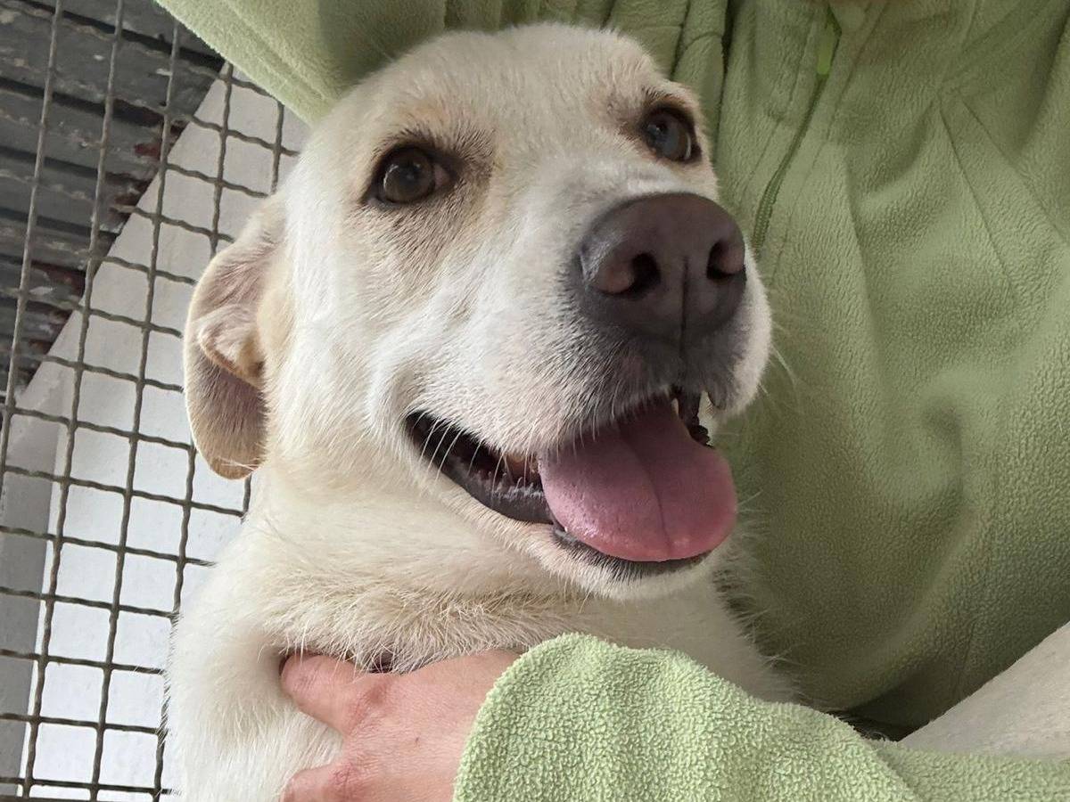 Adotta un cane, taglia media contenuta, femmina, Caserta