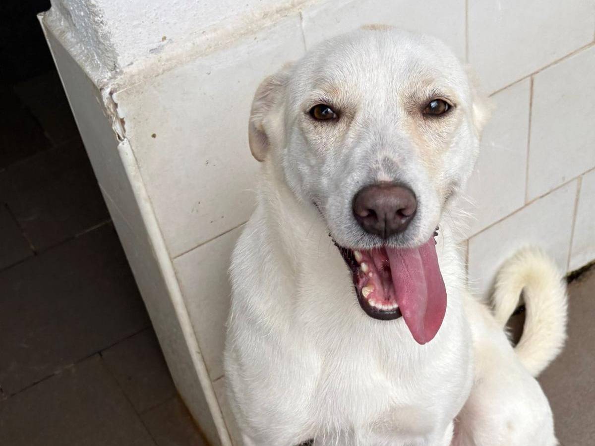 Vuoi adottare un cane a Caserta?