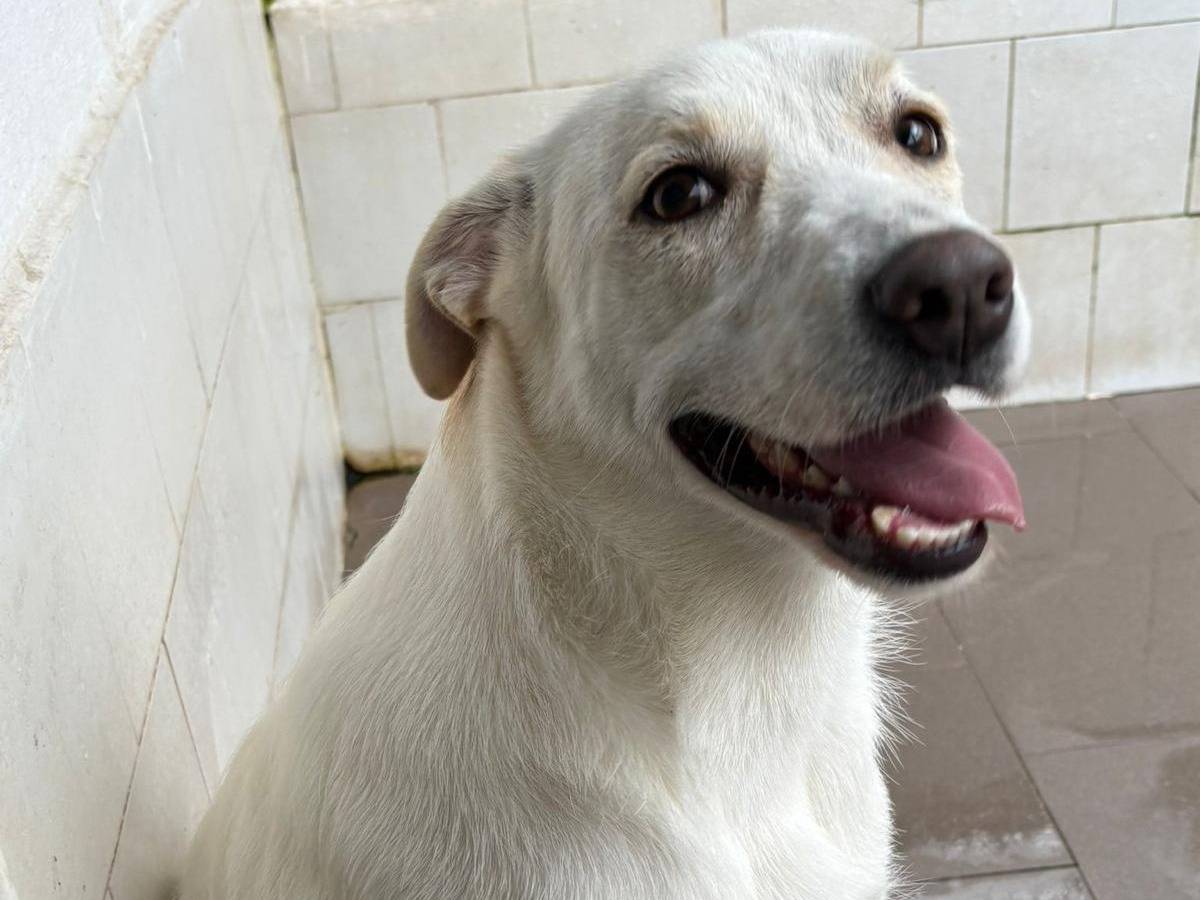 Adotta il cane MERINGA a Caserta